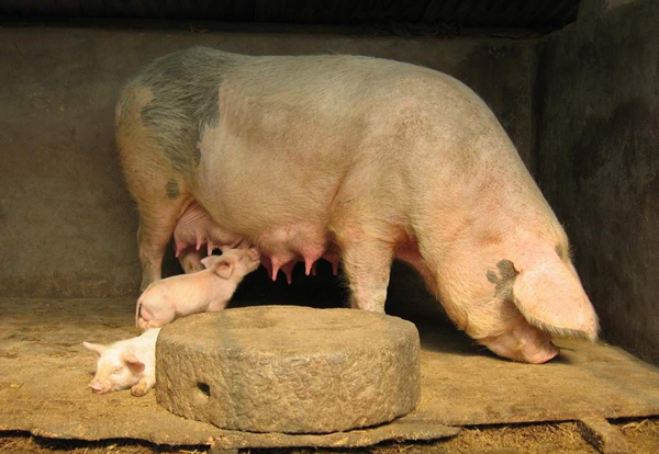 中国42种濒临灭绝的猪,中国土猪灭绝了哪几个品种