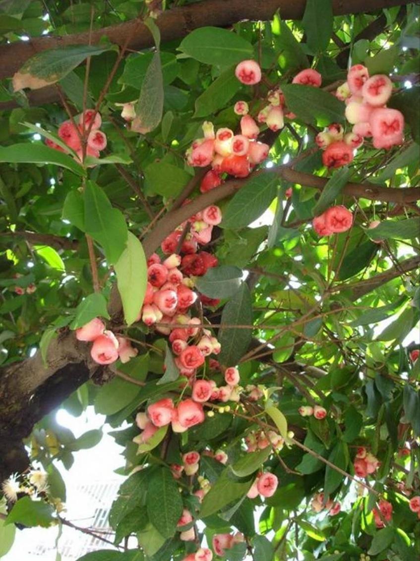 百种味道的果子,百种果实图片