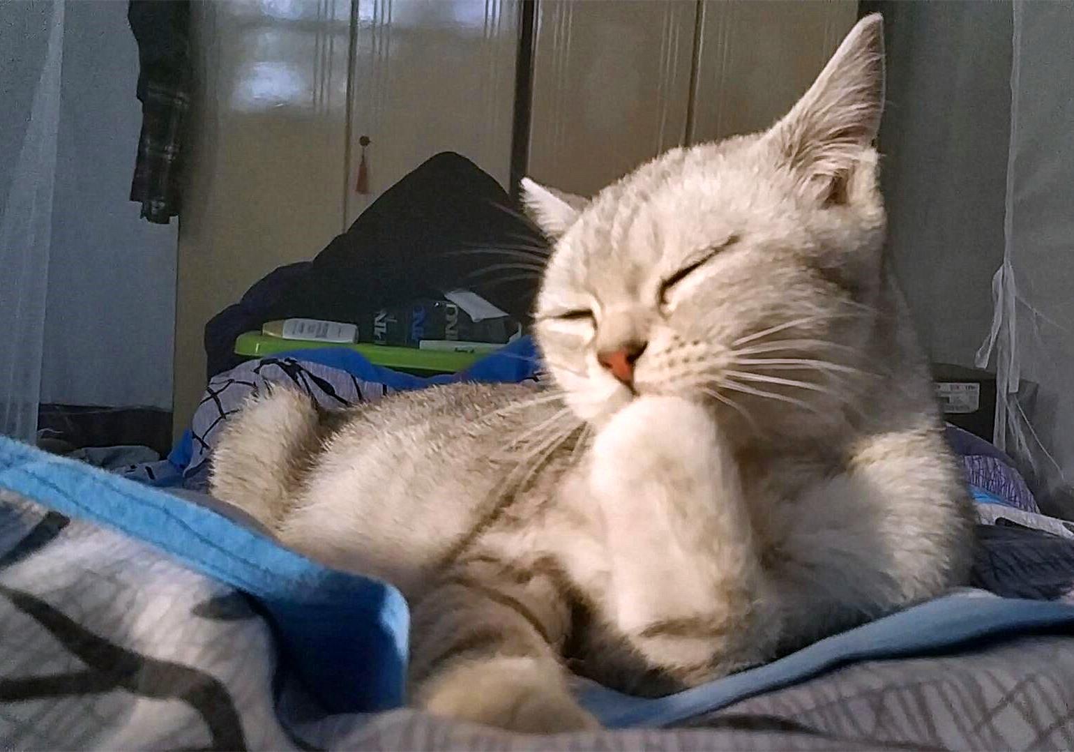 特殊时期如何做好宠物清洁工作?这两点最重要,但仍需注意安全