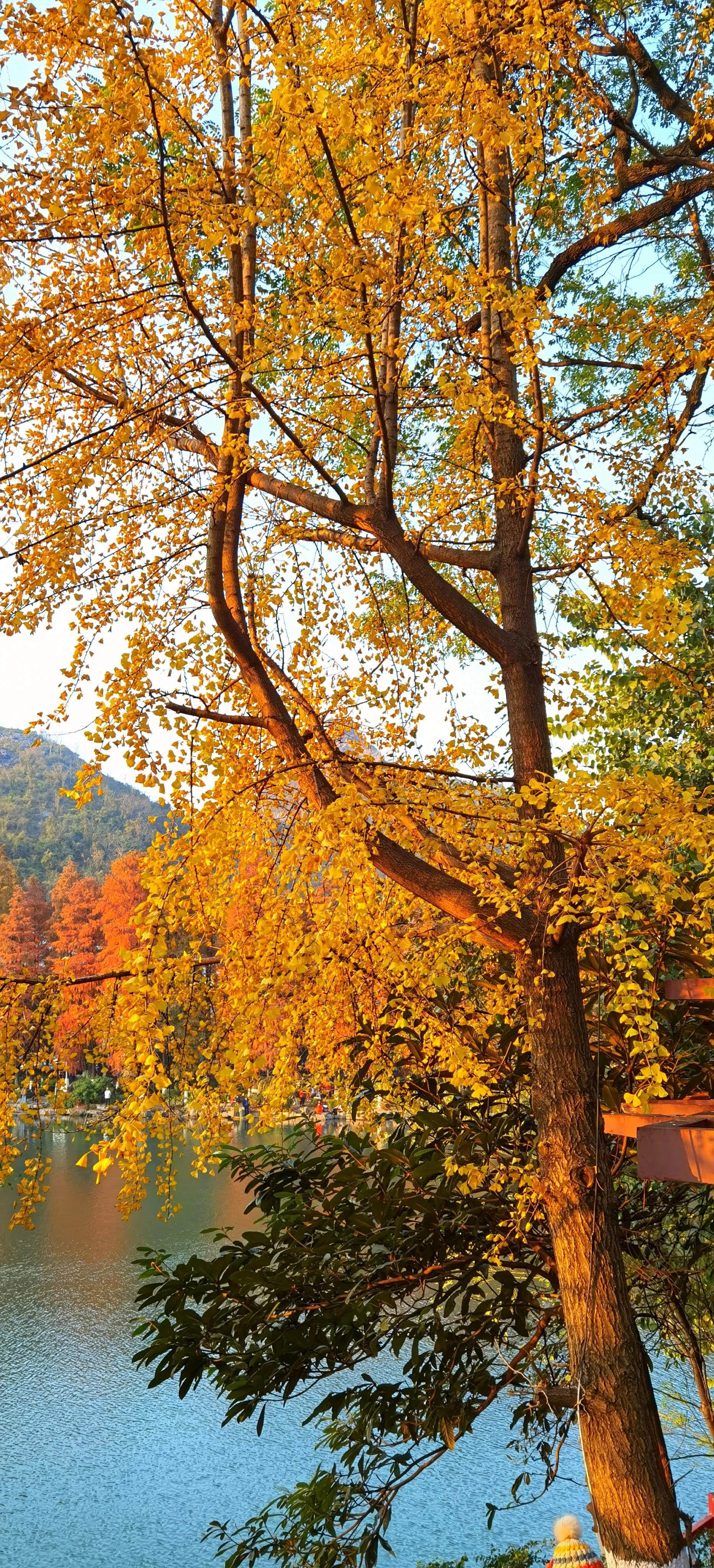 桂林：冬季到桂湖来看景