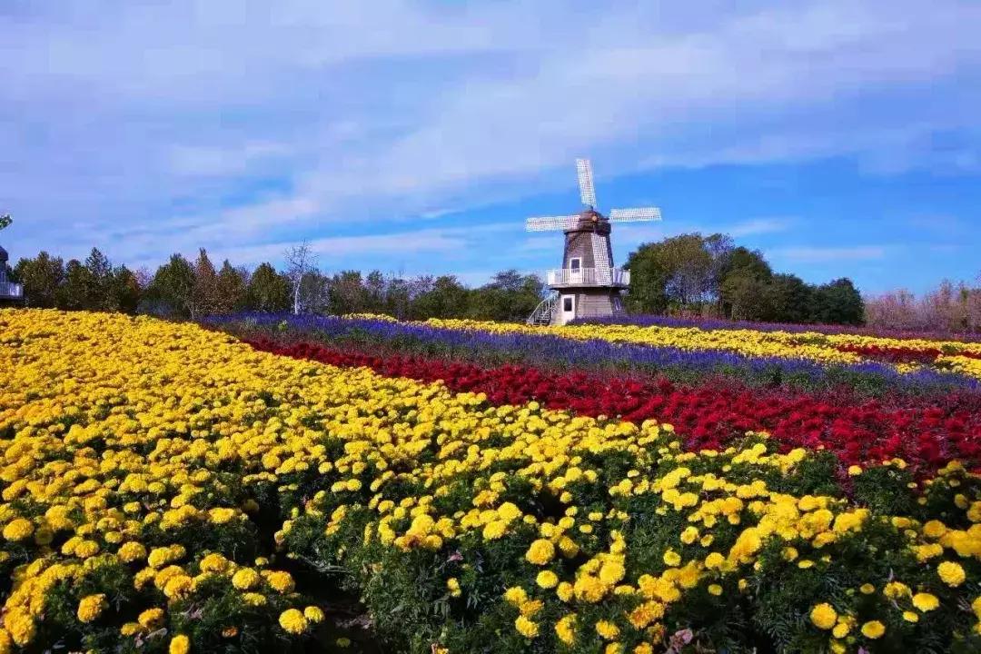 北京菊花花海,北京赏花好去处国际花港