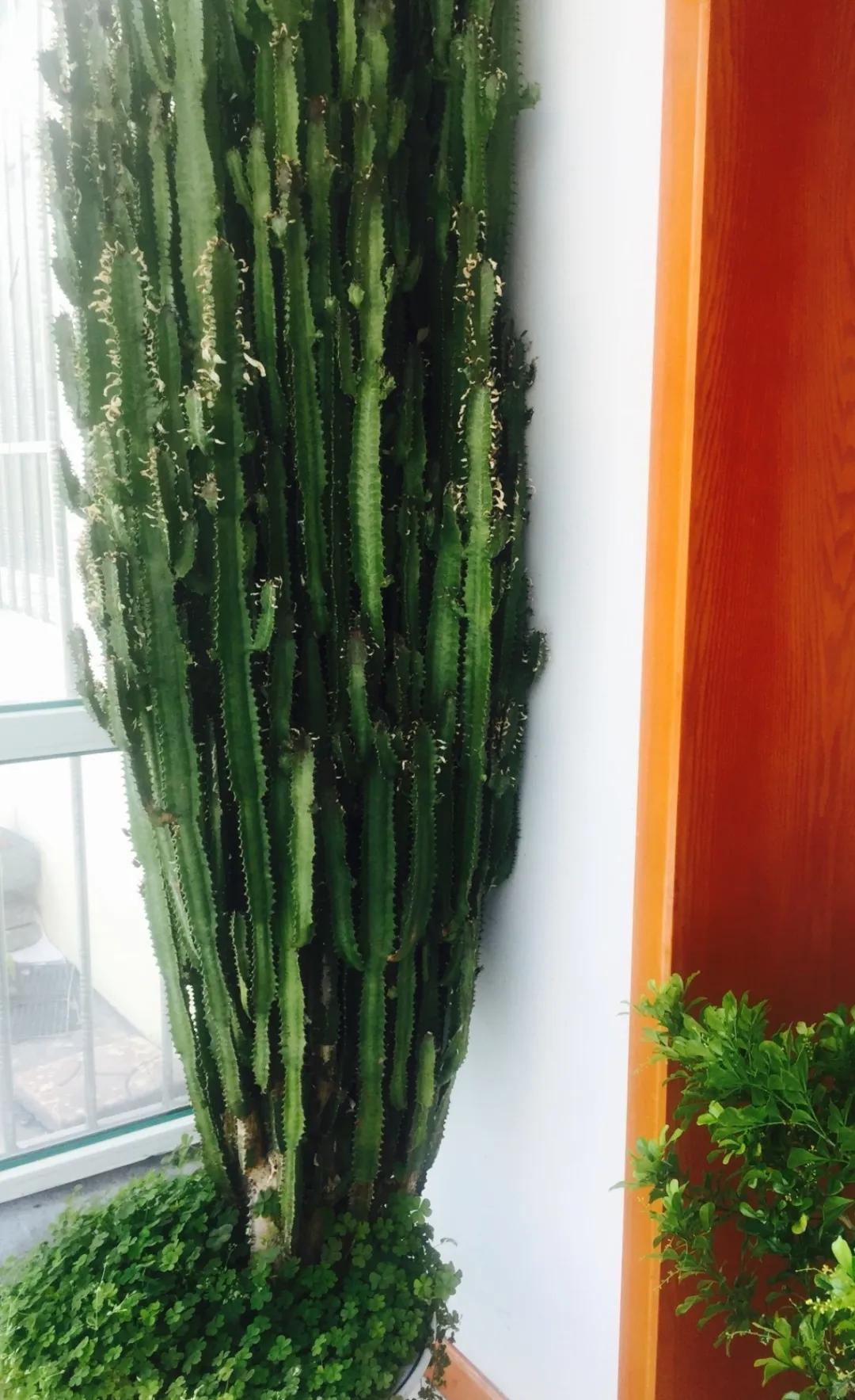 90岁的阿婆，养了株20年的龟背竹，冲上三层楼！霸气镇宅！