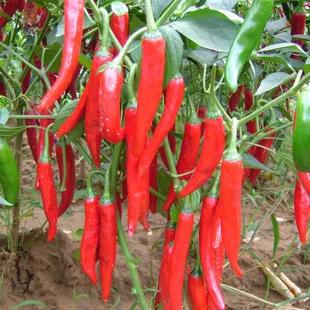 最近山东青州蔬菜市场行情 (青州蔬菜批发市场最新价格表)