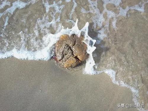 为什么世界上最香的物质和最臭的“生化*器武**”都来自于鲸鱼身上？