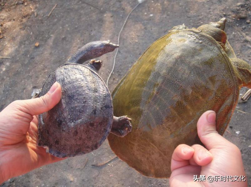 温室甲鱼的养殖方法与技术,为什么养甲鱼不养乌龟