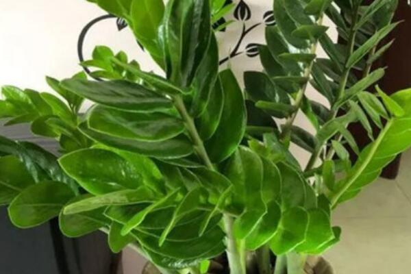 金钱树叶子发黄脱落怎么挽救,金钱树梗都发黑斑且变蔫了怎么救