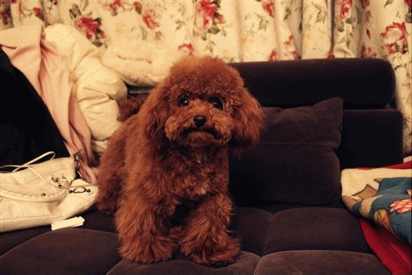 养狗新手与老手的区别,养狗为什么要养纯种犬