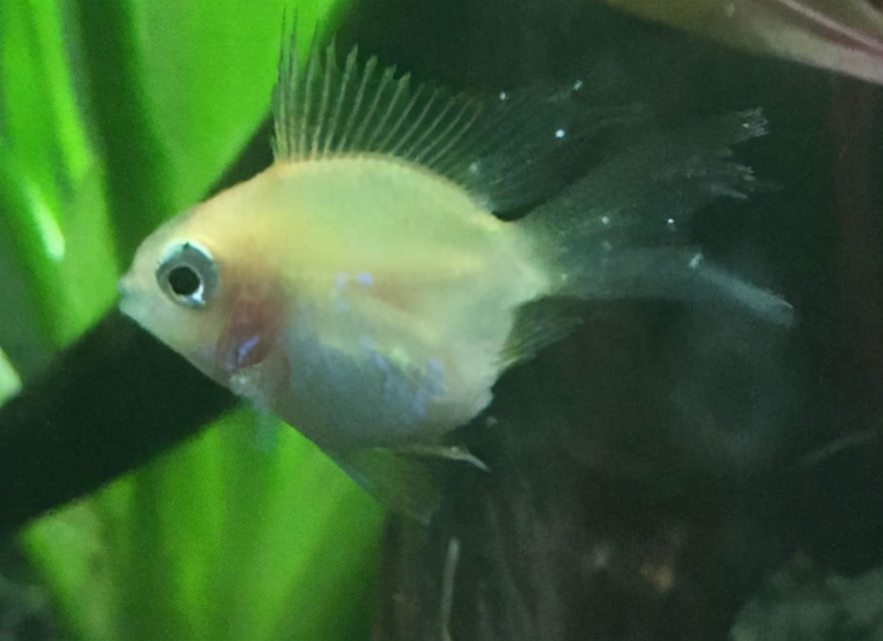 热带鱼白点病最有效的方法,热带鱼白点病是什么样的