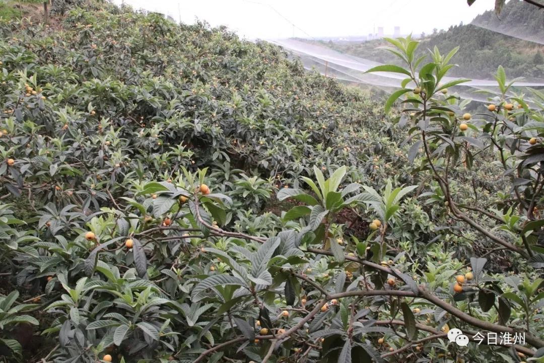 淮口好玩,金堂淮口枇杷