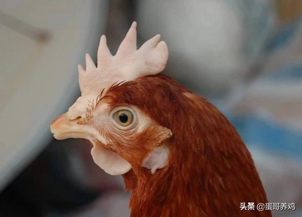 如何判断鸡的疾病,如何判断鸡消化道疾病