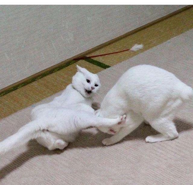 家猫打架意味什么,家猫和猫打架怎么办