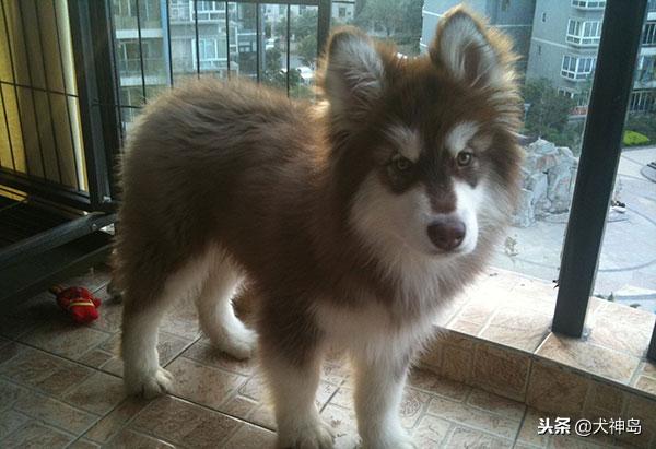 犬科叫兽阿拉斯加雪橇犬,阿拉斯加半岛有阿拉斯加雪橇犬