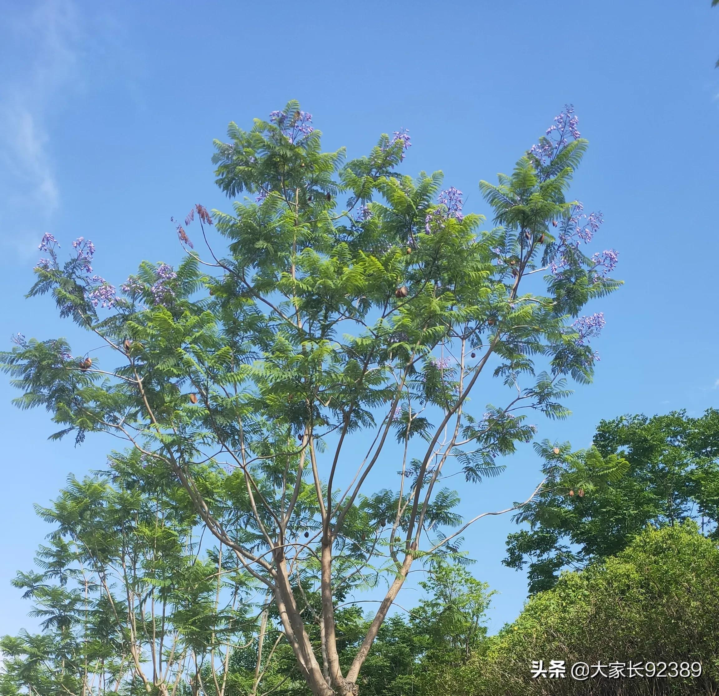 紫色的的英语,紫色的诗歌赏析