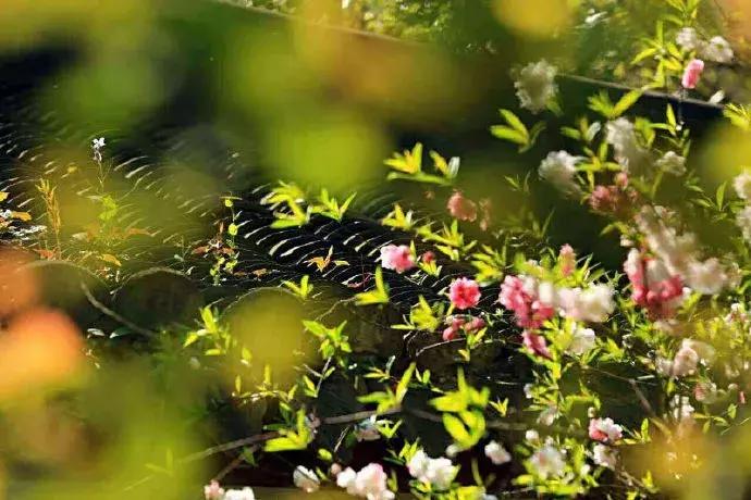 我们为什么要读古诗,为什么我们现在还要读论语