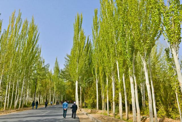 杨树如何防止虫害,杨树螨类虫害怎么治疗