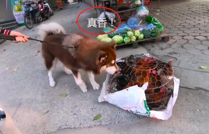 网友带哈士奇回农村老家,网友带萨摩耶到农村