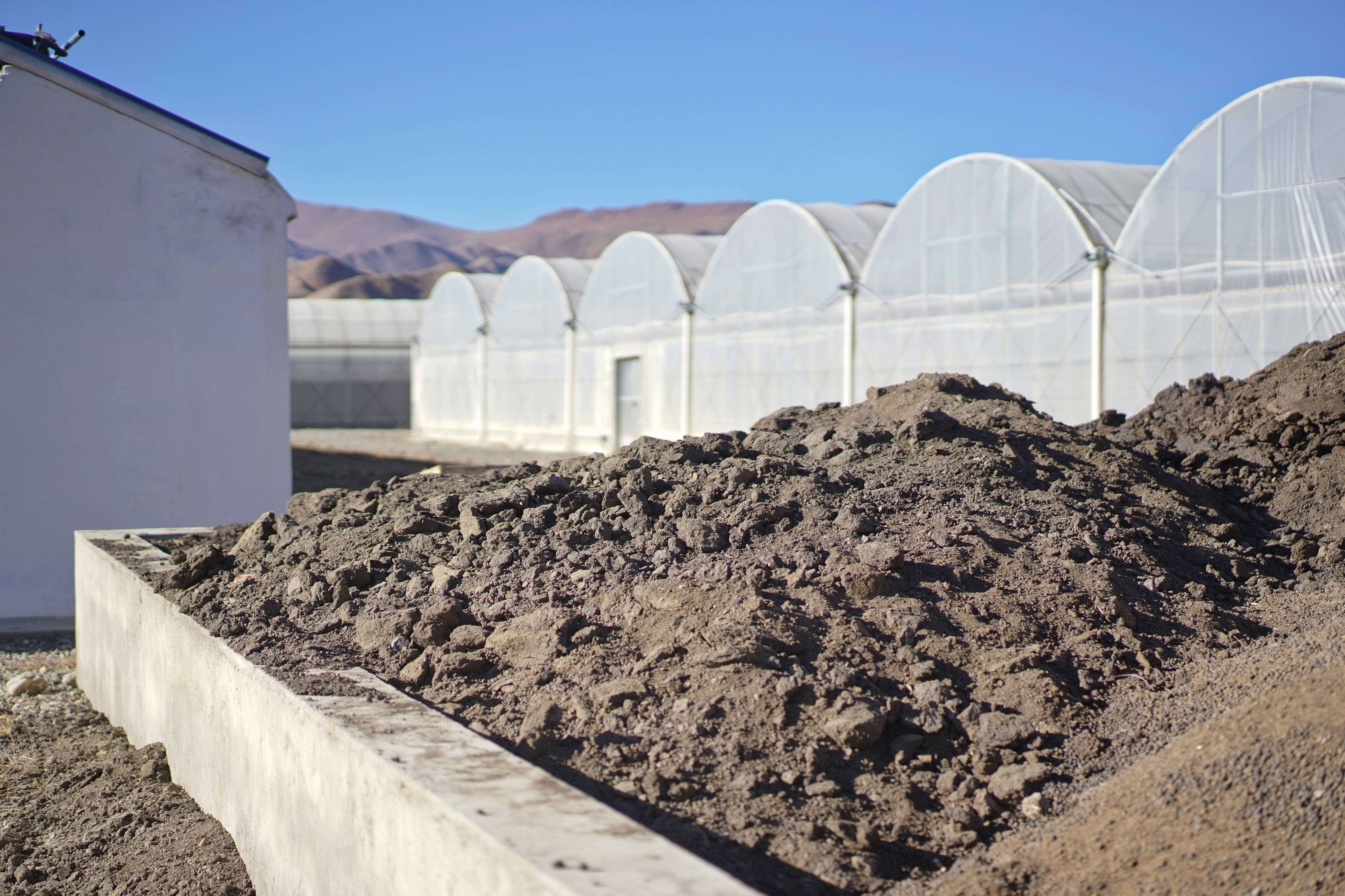 有一种植物产自伊朗和上海,却被误解为*藏西**特产,游客打飞的去买