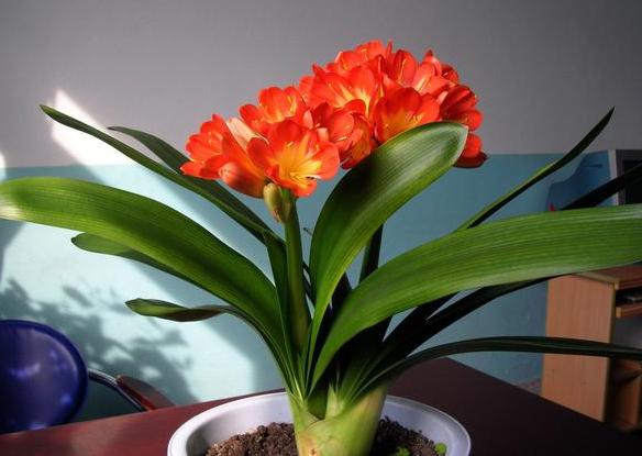 君子兰的养殖方法怎样移栽,君子兰分株移栽的方法