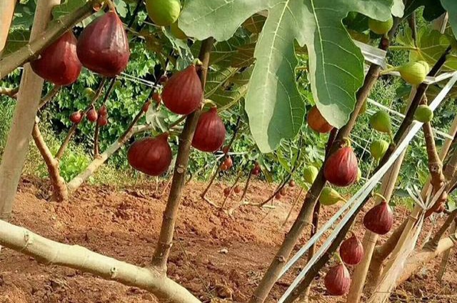 无花果的高产种植技术及管理要点,无花果怎样栽培才能获得高产