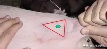猪的注射方式和注意事项,猪疫苗注射的正确部位和方法图