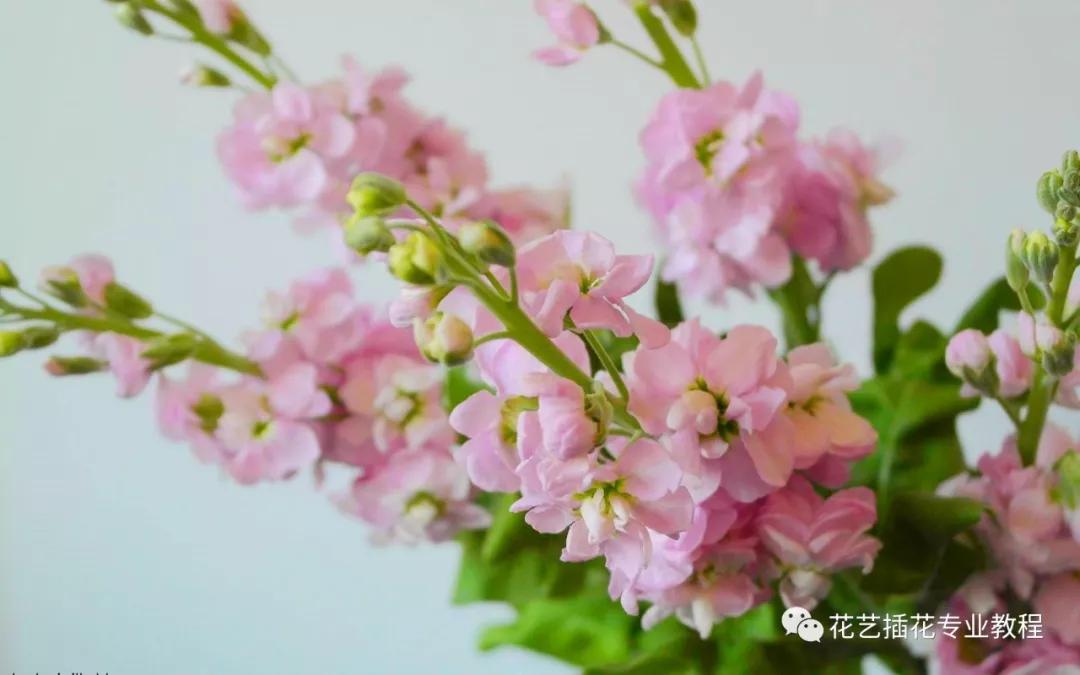 学花艺必备的花语,花艺师要知道的花与花语