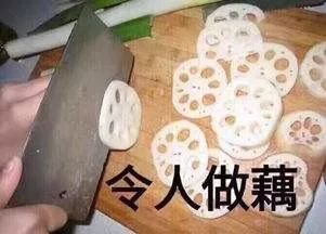 小佩猫狗智能喂食器一代,小佩多猫喂食器