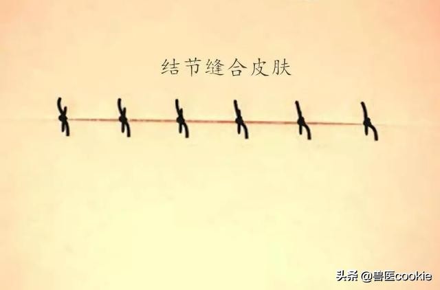 科普:关于犬猫去势/绝育的知识