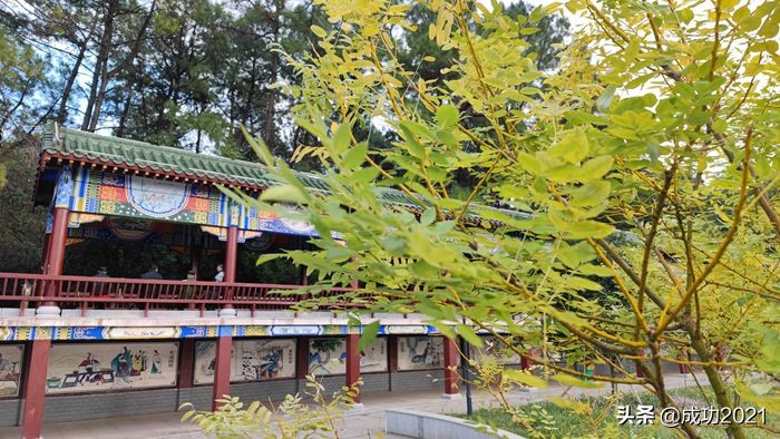 衡阳市区银杏的最佳观赏地,衡阳银杏的最佳观赏地