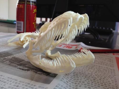 世界上最大的蟒蛇森蚺记录,狂蟒之灾中的巨蟒是森蚺吗