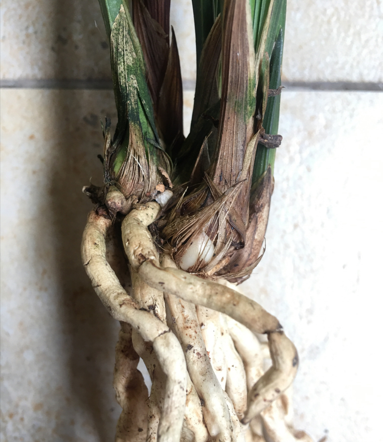 春兰宋梅怎么养才容易开花呢,春兰宋梅养护方法及注意事项