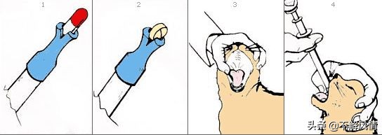 宠物猫宠物狗寄生虫都有哪些？需要如何驱除？