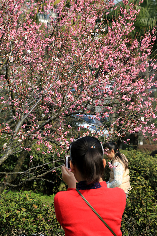 南京古林梅岭，二梅报春；盆景园梅花，婀娜多姿