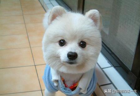 天气热了狗狗如何防暑,天气渐热养狗狗要注意以下几点