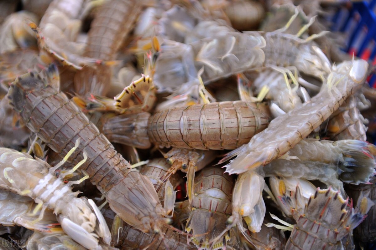 刚开海皮皮虾好吃吗,开背皮皮虾怎么吃