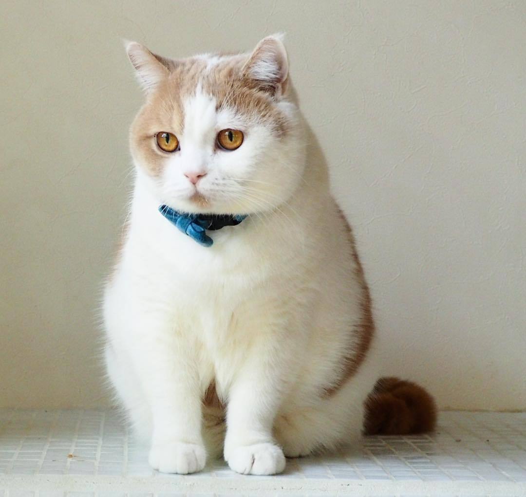 猫咪巨结肠是什么原因,猫咪巨结肠症的治疗与恢复