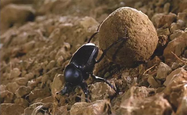 当它们在吃屎时,它们在吃什么?