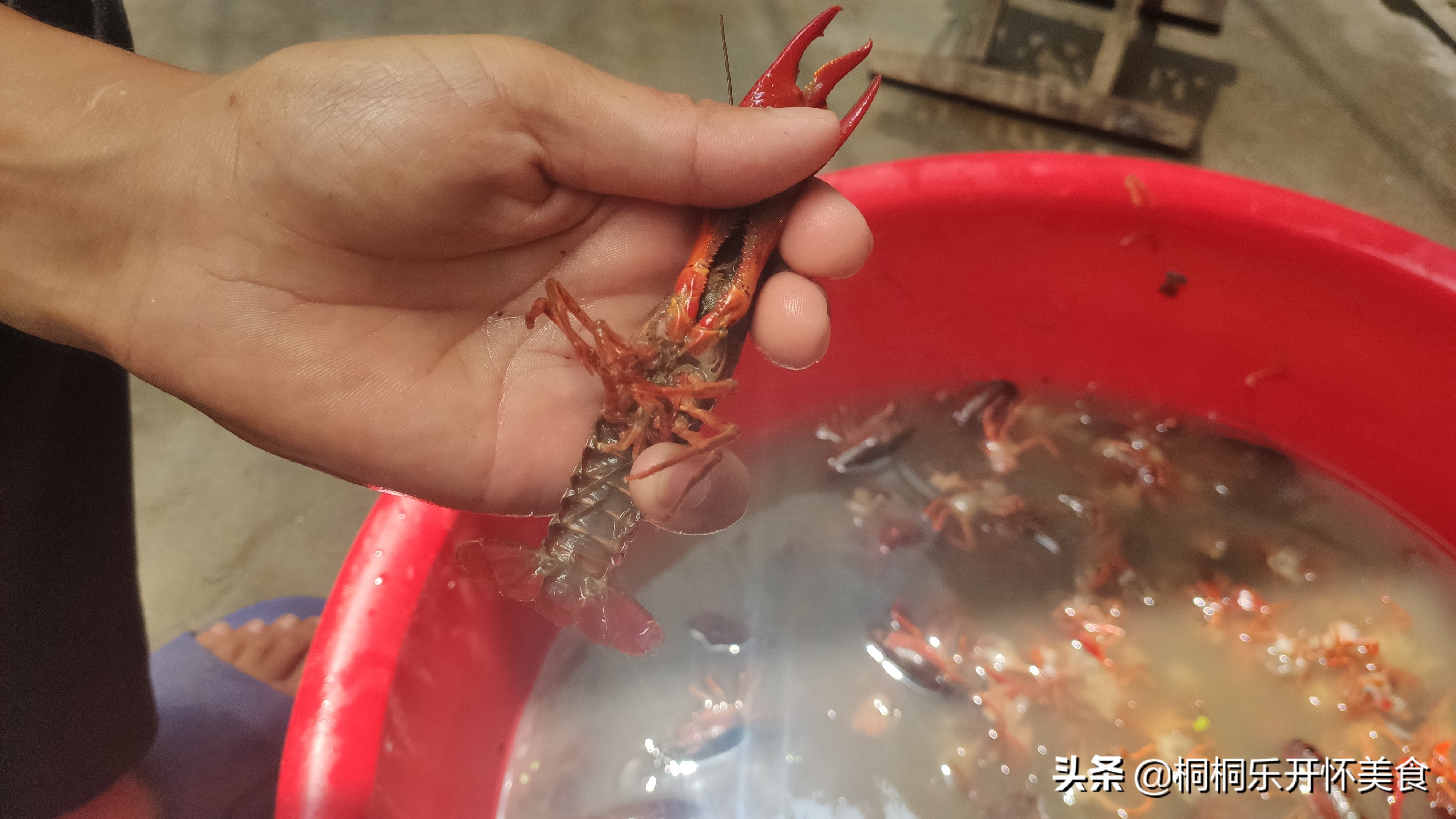 怎么样洗龙虾才洗得干净,怎样洗龙虾比较洗得干净