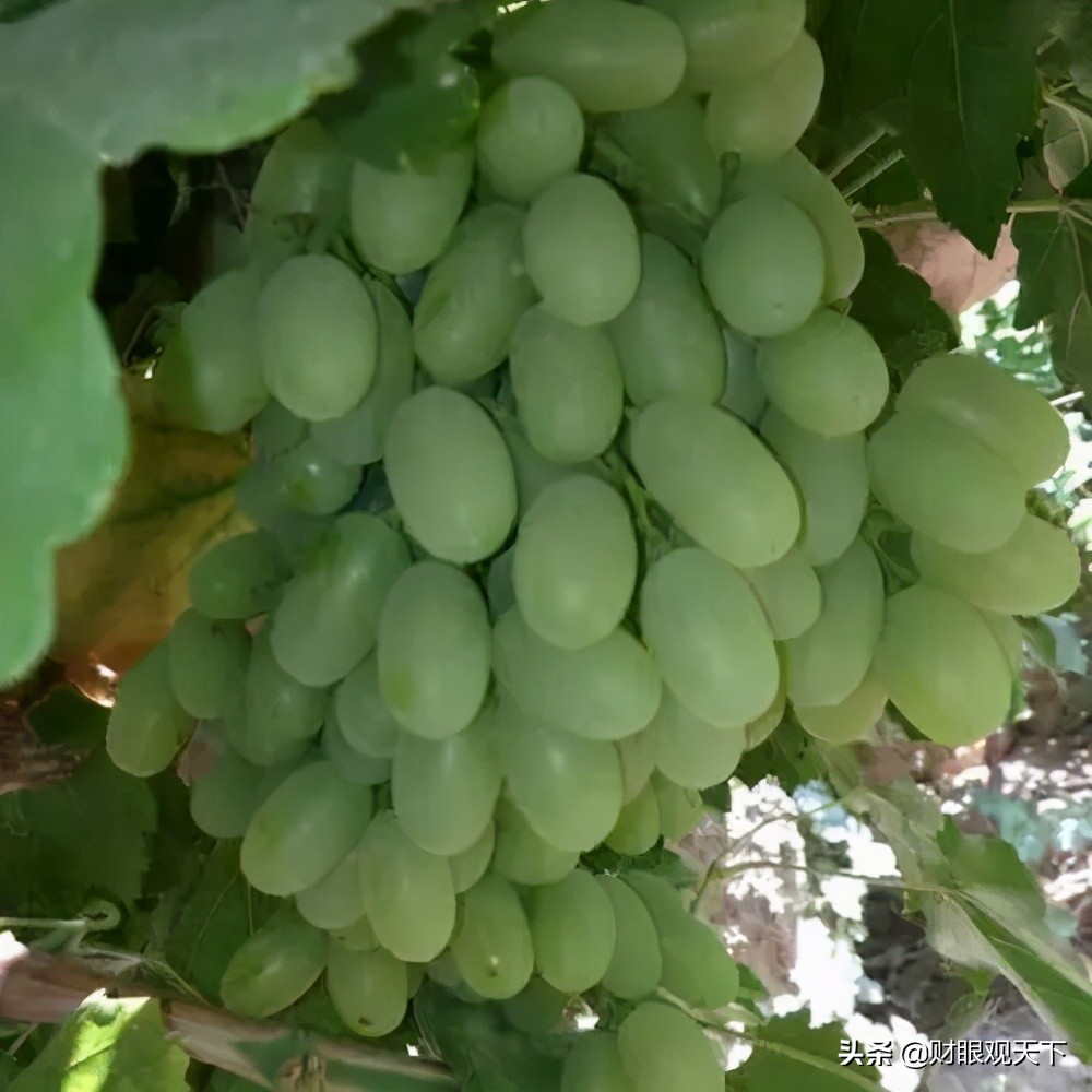 不能错过的*疆新**水果（五）