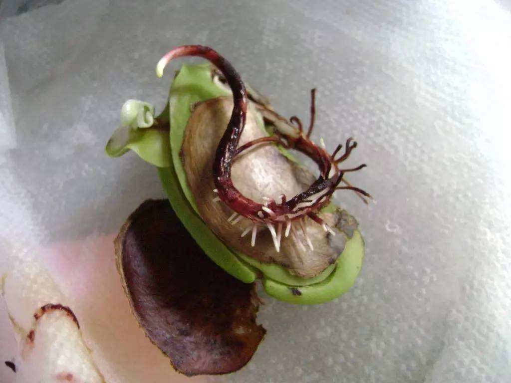 芒果核种出芒果树完整版,芒果核盆栽几年结果