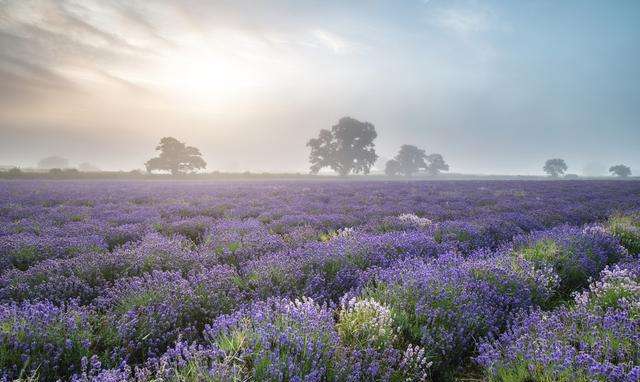 薰衣草的世界很好看,薰衣草的世界