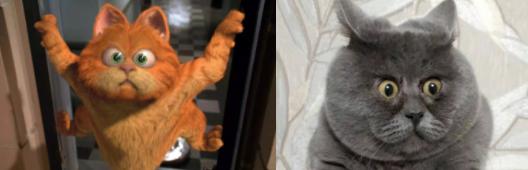 俄罗斯女子收养一只流浪橘猫,俄罗斯女孩收养猫