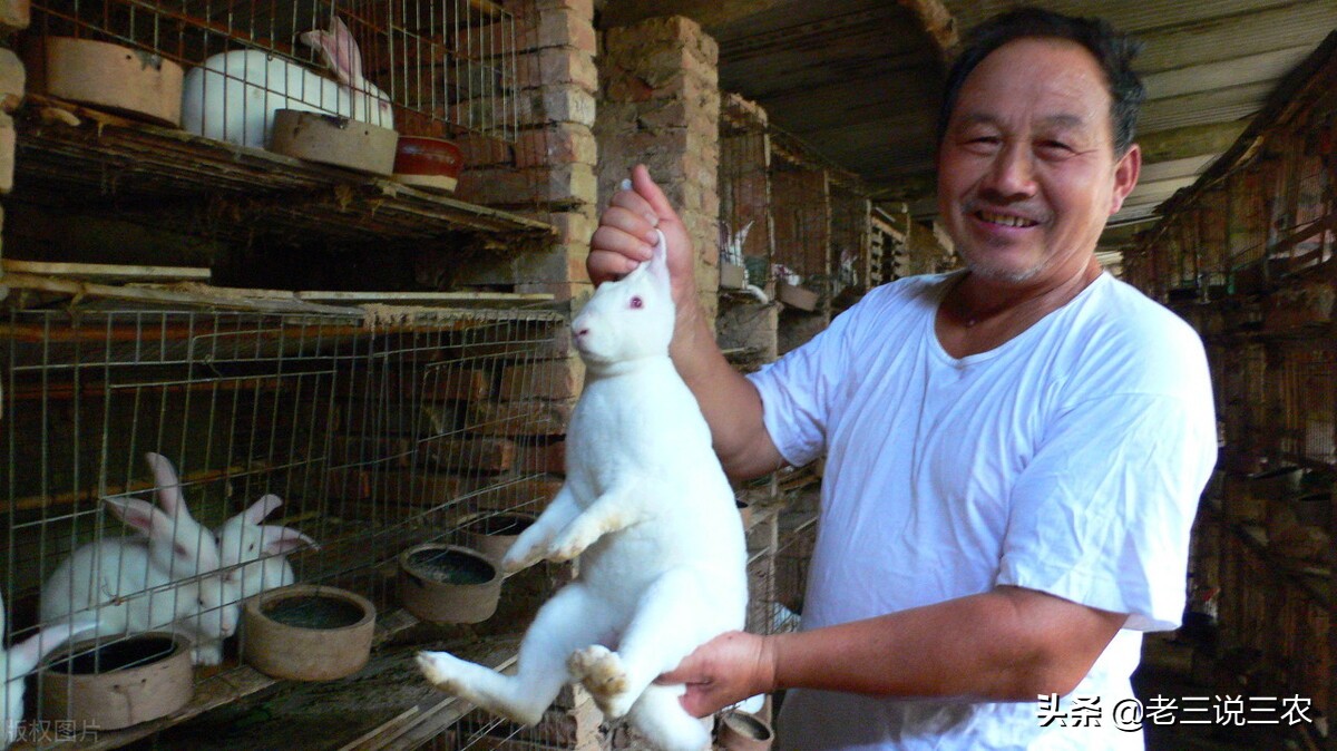 一个办法，解决冬天兔子饮水问题，长膘快，产仔多，一年多挣1000