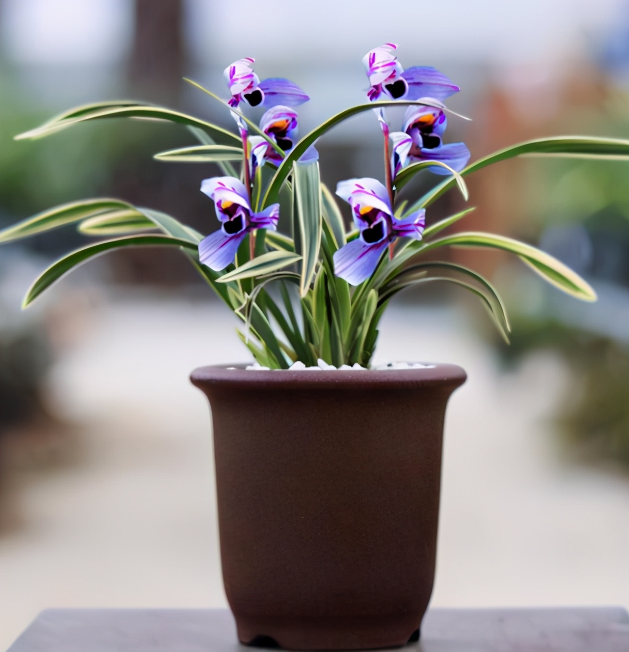 养兰最好的兰花品种,养荷花兰用什么土