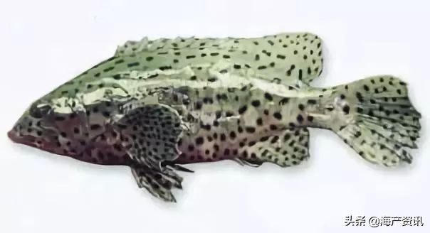 40种常见淡水鱼,45种常见海鱼名称