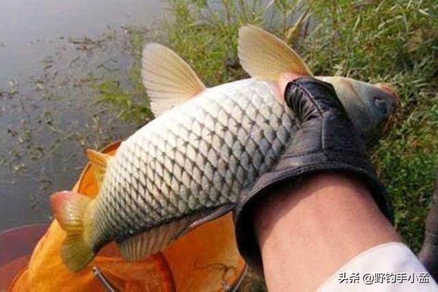 有草钓浅还是钓深,有草怎么钓草边