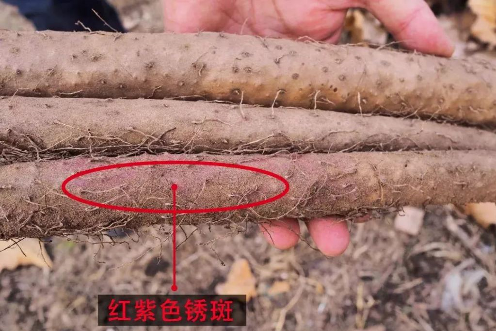 别迷恋铁棍山药了,你根本辨别不了,真懂这食材的人很少