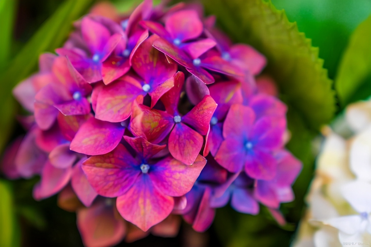 绣球花叶子发黄是怎么回事,绣球花施肥后生长停滞叶片发黄