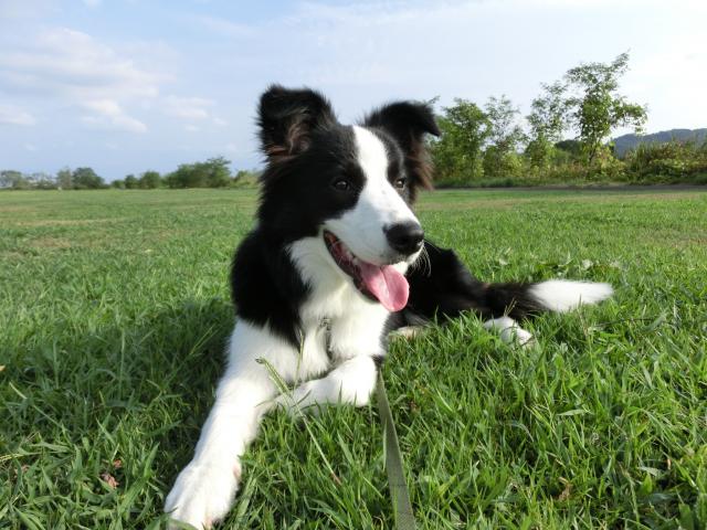 秃头边牧照片,黑眼圈秃头边牧