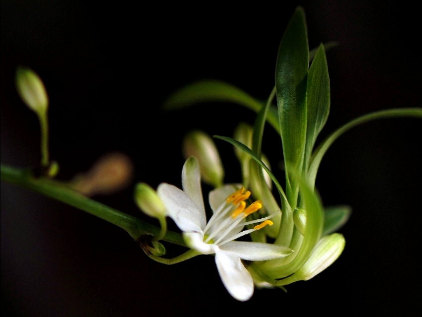 兰花名诗100首,关于兰花8句古诗