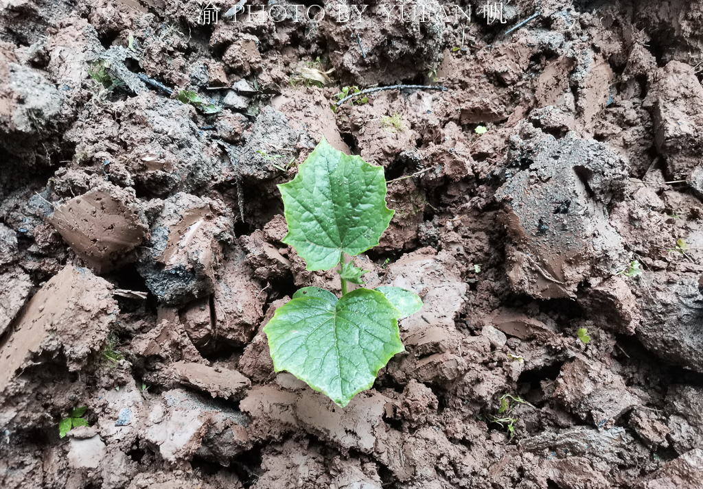 批发各种蔬菜苗苦瓜苗 (西瓜苦瓜丝瓜黄瓜甜瓜辣椒苗出售)